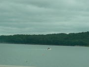 186-see fish jumping